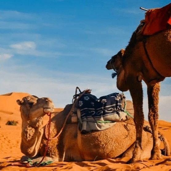 4 days desert tour fes to marrakech